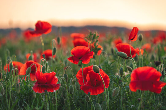 poppy field with blue sky