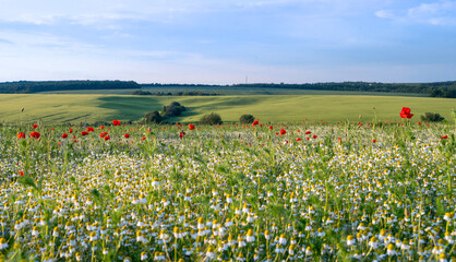 Obraz premium field of poppies