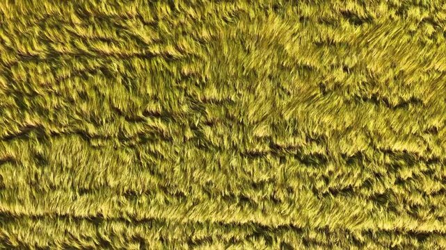 Aerial Top View of Wind Flattened Grass Field Creating Natural Agricultural Texture