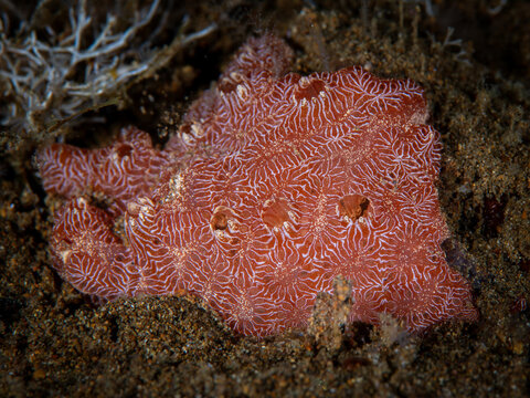 Vibrant red Clathria mima sponge with intricate surface patterns on sandy seabed in Anilao Philippines