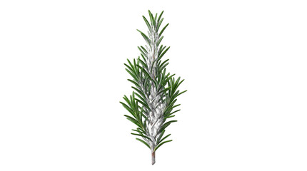 Fototapeta premium Fresh sprig of green rosemary herb with rosemary aromatic culinary ingredient seasoning fragrant nutrition botanical on transparent background