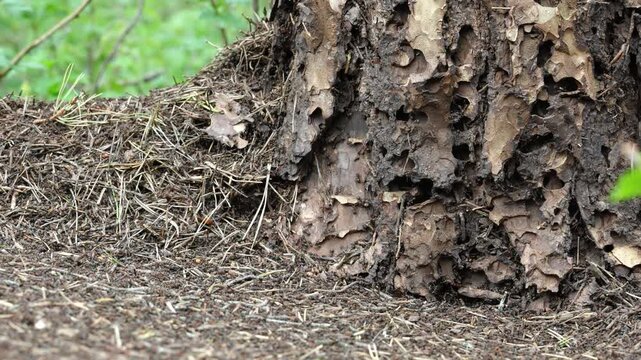 Close up slow motion footage of hundreds of red wood ants active on a large anthill and textured pine tree trunk in a forest