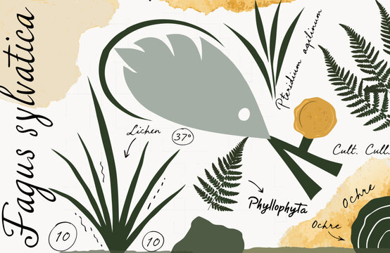 Fagus sylvatica scientific labels accompany hand-drawn illustrations of grasses and ferns on a creative collage background with earth-toned shapes, serving as a versatile design element for nature.