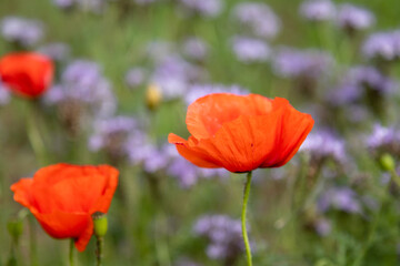 Obraz premium Close up of red poppies representing remembrance and honoring fallen heroes