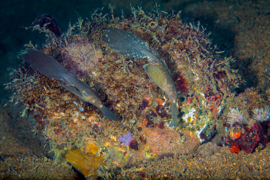 Pair of Robust Ghost Pipefish Camouflaged Amongst Algae on Sandy Seafloor in Anilao, Philippines