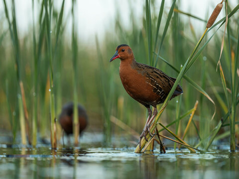 Red-breasted crake bird perched on reeds in shallow water