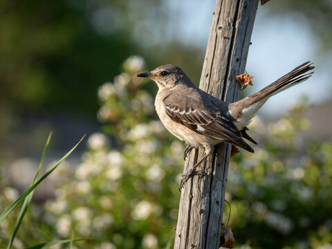 Northern Mockingbird Perched on a Wooden Post wildlife