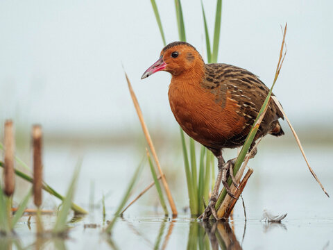 Close-up of a red-breasted crake bird with a pink beak