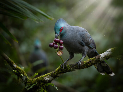 Blue-crested turaco bird eating berries on a mossy branch