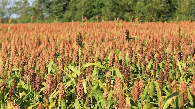 Ripe sorghum field with mature grain heads ready for harvest