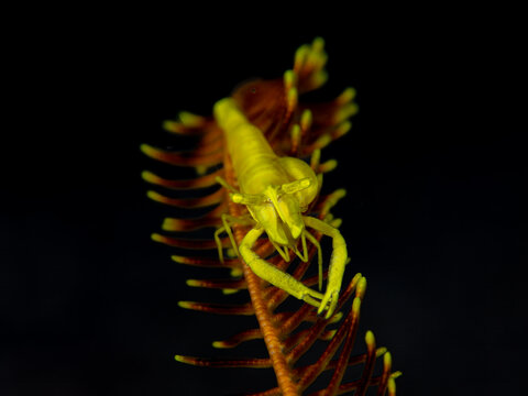 Green crinoid shrimp with isopod parasite on feather star in Anilao Philippines