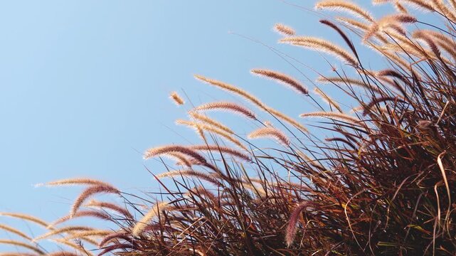 Foxtail Grass Swaying in Sunlight Against Clear Blue Sky