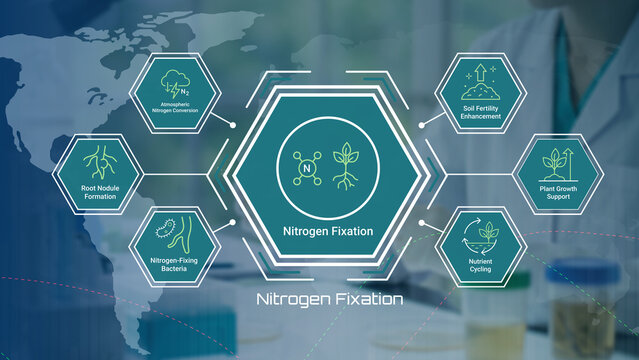 Illustration of nitrogen fixation process with benefits for soil fertility and plant growth support