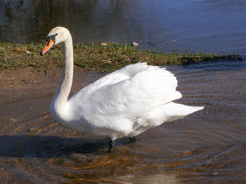 Mute swan standing in shallow water near the shore of a calm lake