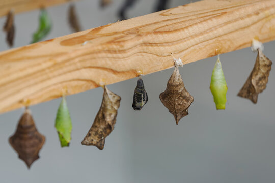 Brown chrysalises hanging on a wooden frame in a hatchery.