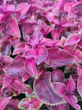 Close-up of Coleus (Plectranthus scutellarioides) with its beautiful magneta color