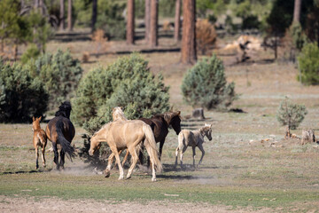 Obraz premium Herd of wild horses with foal running in Apache-Sitgreaves National Forest near Heber Arizona United States