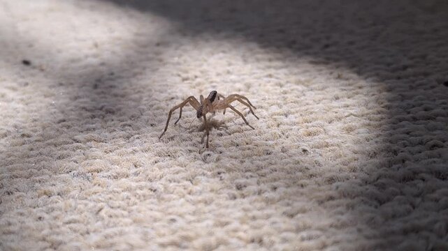 A small brown wolf spider walking across a textured beige carpet