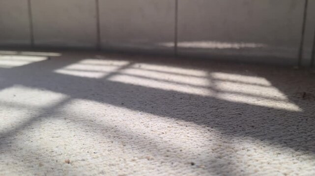 Sunlight casting a window frame shadow on a carpeted floor