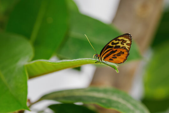 Exotic orange and yellow butterfly with black spots on a leaf.