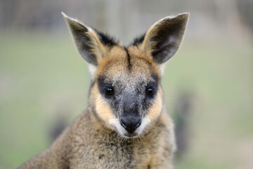 Portrait Swamp Wallaby (Wallabia bicolor) large ears, dark eyes looking at camera, light tan facial color black nose textured fine whiskers, shallow depth-of-field background. © Michelle