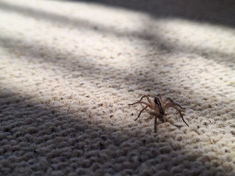A small brown wolf spider crawling on a textured beige carpet floor