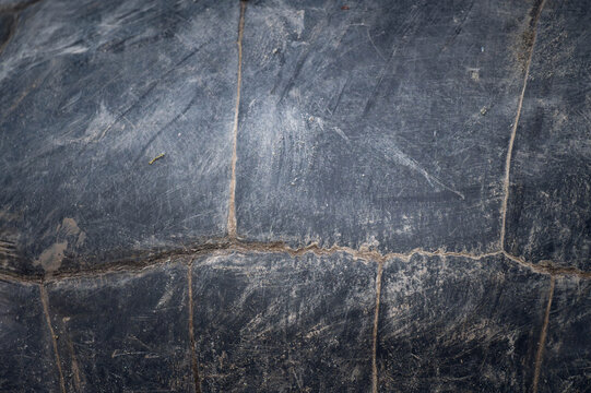 Tortoise Shell Plate Detail Abstract Texture, Close Up Nature Photography