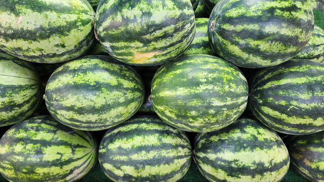 A close-up view of a large pile of fresh whole striped watermelons on display at a market stall.