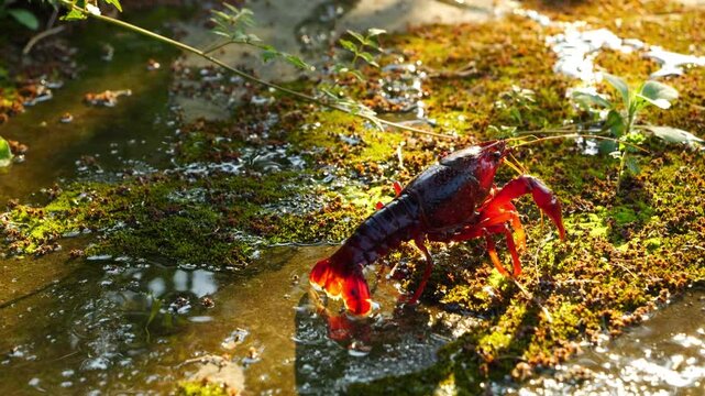 Red crayfish walking in shallow mossy water under sunlight