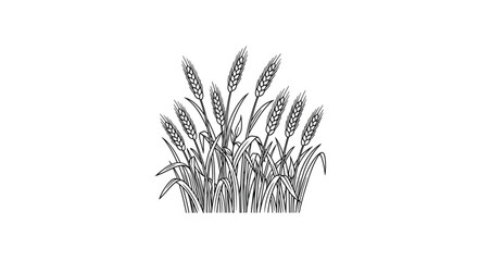 Fototapeta premium Wheat Grass Growing in Field.