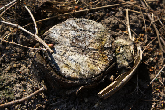 Weathered Tree Stump Closeup