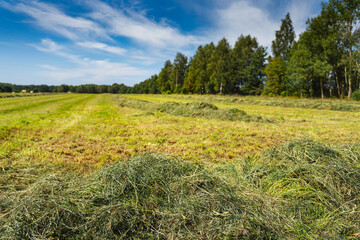 recently cut hay in a meadow during the summer © michal812