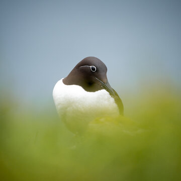 Common Murre Portrait