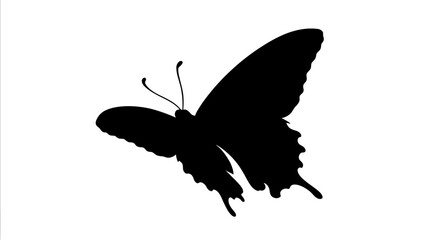 Black Butterfly Silhouette On White Background Isolated Insect Shape © Photo Sell