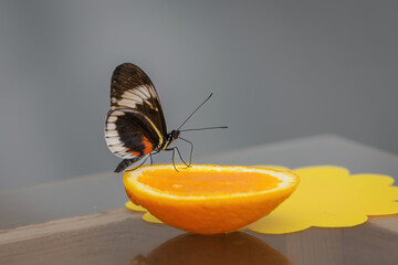 Black and white exotic butterfly on an orange slice. © lapis2380