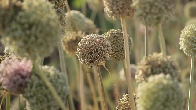 Onion seeds during the pollination season