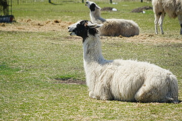 Obraz premium Lamas are cute, alpaca-like animals that are raised on farms for their wool.
