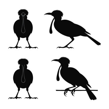 Amazonian Umbrellabird Silhouette Vector Set - Unique Exotic Bird Poses Including Front View and Side Profile for Wildlife Graphic Design and Educational Nature Illustration Projects.