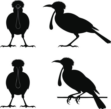 Set of Long-wattled Umbrellabird Silhouettes in Various Poses, Exotic Tropical Bird Vector Illustration, Amazon Rainforest Species Icons for Wildlife and Nature Design Projects.