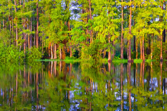 Six-Mile Cypress Slough Preserve, Lee County, Florida