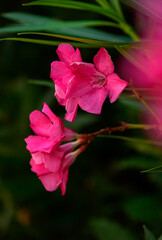 Fototapeta premium Macro of Red Oleander Blossoms Toxic Beauty