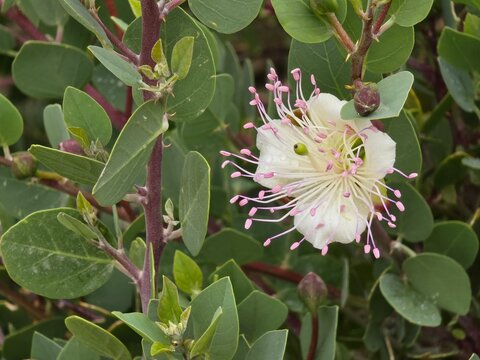 Dorniger Kapernstrauch, Capparis spinosa L., Bl&uuml;te des Kapernstrauches f&uuml;r essbare Kapern