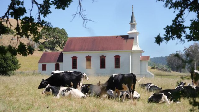 atic camera shot of grazing cows near a small rural church in Napa Valley, California. Peaceful countryside landscape featuring rolling green hills, pastoral farmland, and a calm atmosphere typical of