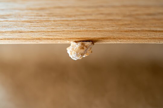 Tiny insect cocoon attached to textured wood grain