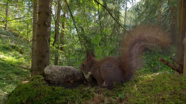 Scoiattolo rosso (Sciurus vulgaris) | Eurasian Red Squirrel Drinking and Eating Hazelnut and Chestnut 4K	