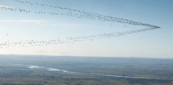 Large flock of migratory birds flying in v formation over rural landscape during migration season with v formation birds eye wildlife photography migration path migration v-formation