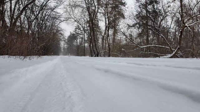 Watch as a happy dog plays joyfully on a snowy road, showcasing its excitement and energy in slow motion against a serene winter backdrop.