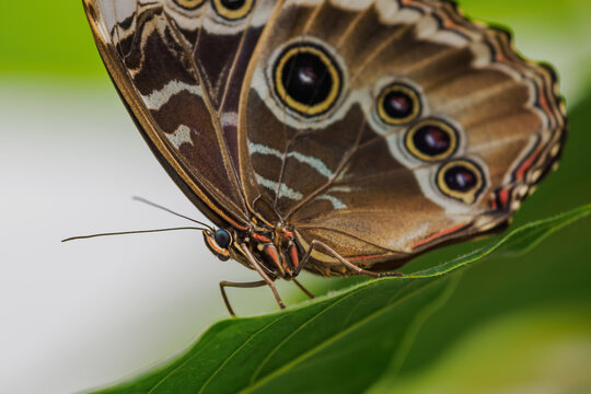 Large exotic butterfly with an eyespot on a closed wing resting on a green leaf.
