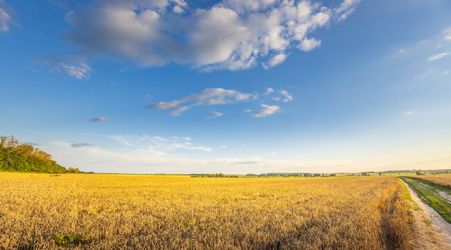 Golden field stretches wide under a bright blue sky