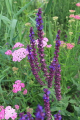 Fototapeta premium wildflowers blooming, purple flowers in a field